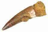 Spinosaurus Tooth - Real Dinosaur Tooth #70911-1
